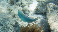 Yellowtail Parrotfish Terminal Phase (20